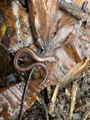 Plethodon serratus