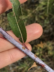 Salix daphnoides