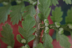 Dryopteridaceae