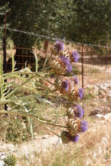 Cynara cardunculus
