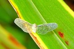 Paramysidia