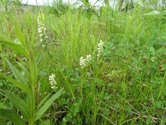 Spiranthes lucida