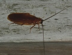 Parcoblatta virginica