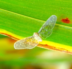 Paramysidia