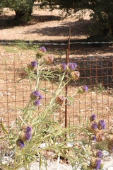 Cynara cardunculus