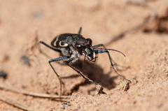 Cicindela sylvatica