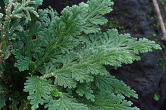Selaginella lepidophylla
