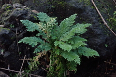Selaginella lepidophylla