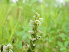Spiranthes lucida