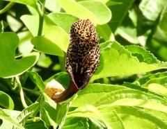 Aristolochia taliscana
