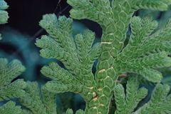 Selaginella lepidophylla