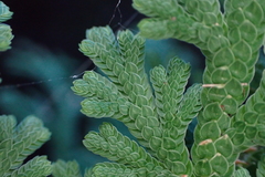 Selaginella lepidophylla