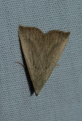 Macrochilo louisiana