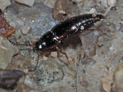 Tachinus