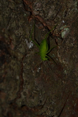 Amblycorypha
