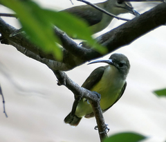 Arachnothera longirostra