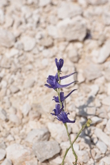Delphinium hellenicum