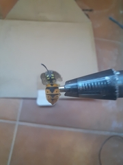 Vespula germanica