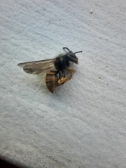 Vespula germanica