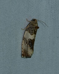 Pseudosciaphila duplex