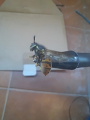 Vespula germanica