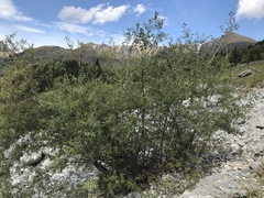 Salix daphnoides