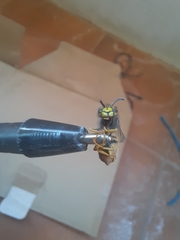 Vespula germanica