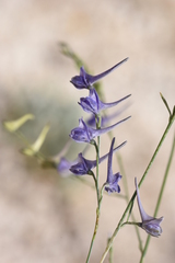 Delphinium hellenicum