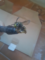 Vespula germanica
