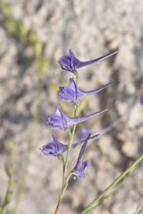 Delphinium hellenicum