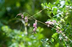Antigonon leptopus