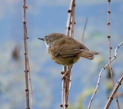 Sericornis frontalis frontalis