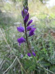 Polygala major