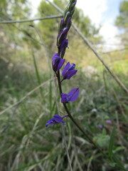 Polygala major