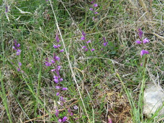 Polygala major