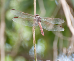 Orthemis ferruginea