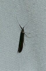 Coleophora mayrella