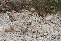 Delphinium hellenicum