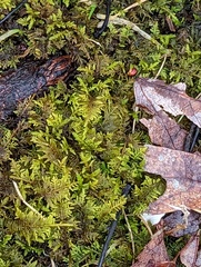 Callicladium imponens