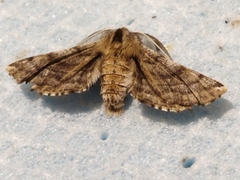 Apochima flabellaria