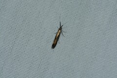 Coleophora mayrella