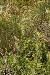 Cirsium creticum
