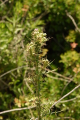Cirsium creticum