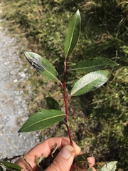 Salix daphnoides