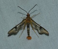 Synanthedon acerni