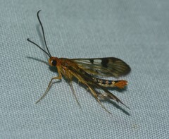 Synanthedon acerni