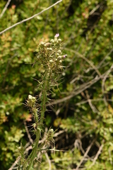 Cirsium creticum