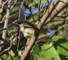 Vireo gundlachii