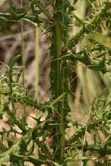 Cirsium creticum
