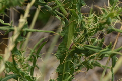 Cirsium creticum